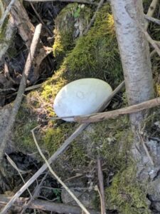 1-2 Fieldwork May 2019